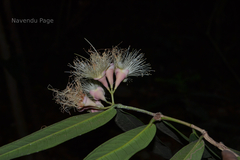 Syzygium munronii